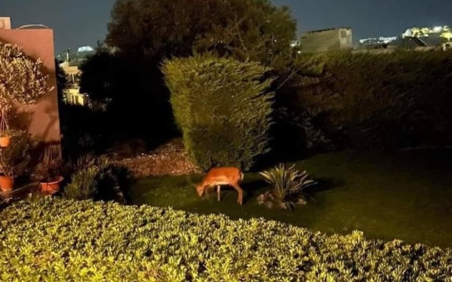 Φωτιά στη Ρόδο: Στις αυλές σπιτιών τα ελάφια, βρήκαν καταφύγιο