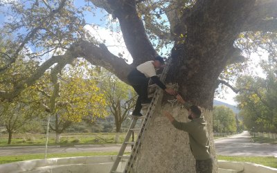 Προχωράει η ανάδειξη και προστασία του Μνημείου του Πλατάνου του Αγίου Γεράσιμου