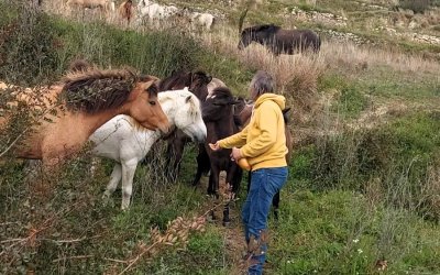 «Αδέσποτα Εν Δράσει Ελλάδος» - Σχέδιο δράσης για τα άλογα του Αίνου με τη συμβολή ειδικών στην Κεφαλονιά