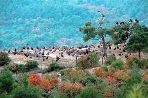 Γιώργος Μεσσάρης : Έχει η Ελλάδα ομορφιές... (Μέρος 4)