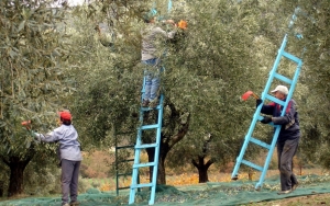 Η ελαιοκαλλιέργεια, μέσο οικονομικής ανάπτυξης για την Κεφαλονιά