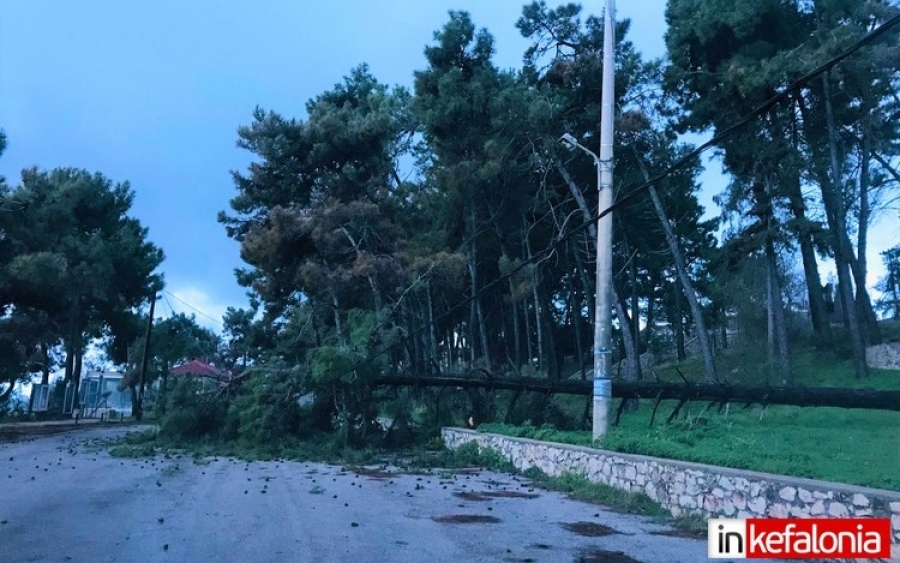 Δέντρο έπεσε σε καλώδια της ΔΕΗ στην Σκάλα (εικόνα)