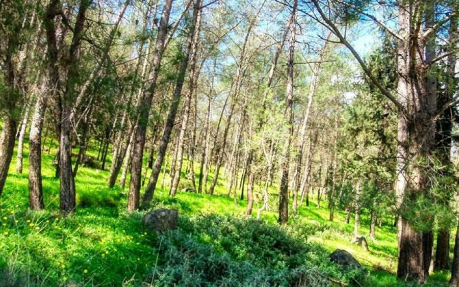 Νέα απόφαση του ΣτΕ βγάζει οριστικά εκτός δασικών χαρτών 7 εκατ. στρέμματα