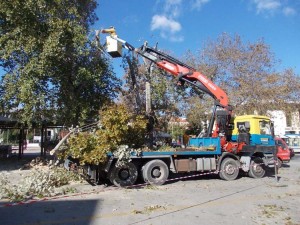 Δήμος : Κλάδεμα των δέντρων που εκτείνονται εντός του οδικού δικτύου