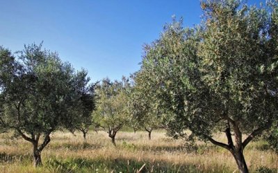 Πολιτιστική Στέγη Τρωιαννάτων: Ξεκινούν αγροτικά σεμινάρια – μαθήματα για διάφορα αγροτικά θέματα