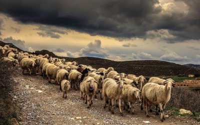 Περιφέρεια: Οδηγίες προς τους κάτοχους αιγοπροβάτων και χοίρων