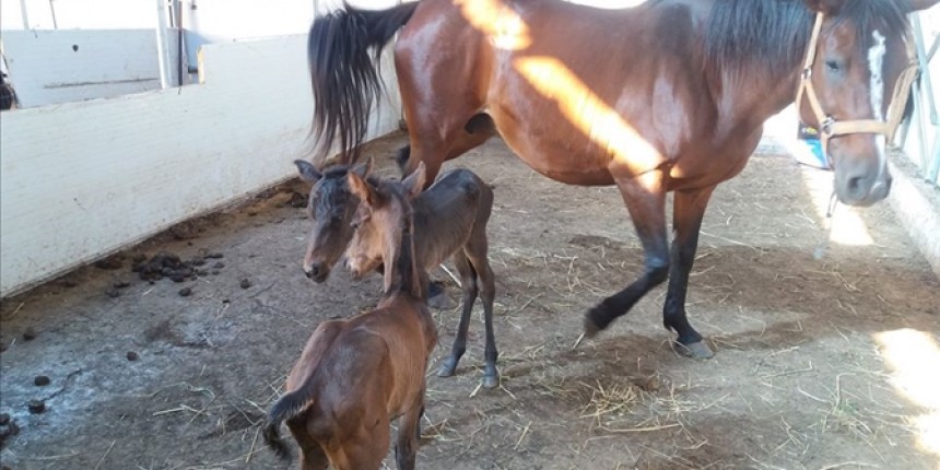 Φωτογραφία σπάνιας γέννας στη Μυτιλήνη!