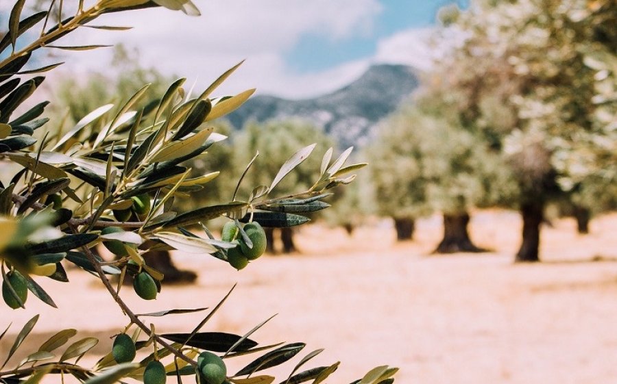 Ξεκινάει ο 3ος Δολωματικός ψεκασμός Δακοκτονίας - Δείτε τις περιοχές