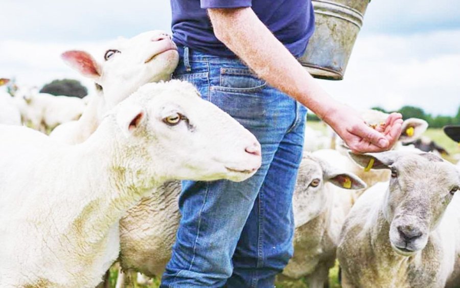 Πρώτο κρούσμα ευλογιάς των προβάτων στην Κεφαλονιά - Οριοθέτηση ζωνών προστασίας