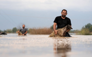 Ε.Α.Σ.: Σε εξέλιξη οι Δηλώσεις απώλειας ζώων στον ΟΠΕΚΕΠΕ λόγω ΙΑΝΟΥ