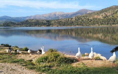 Ανοιξη στην Κεφαλονιά! Υπέροχες εικόνες από τον Κούταβο Αργοστολίου! 