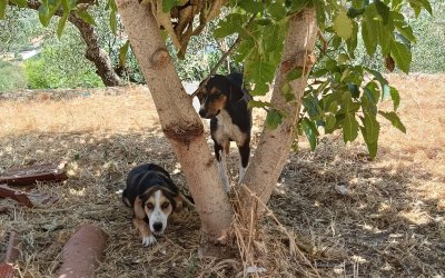 Δήμος Σάμης: Αδέσποτα σκυλάκια στο Πυργί