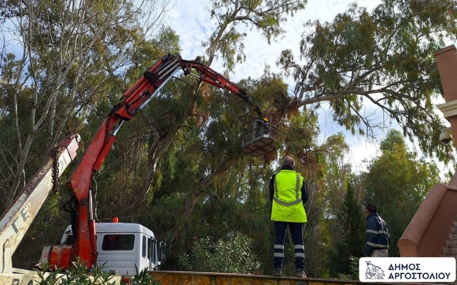 Δήμος Αργοστολίου: Κλαδεύονται τα ψηλά δέντρα στο Αργοστόλι