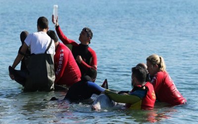 Αγωνία για τη μικρή φάλαινα: Καταδύθηκε στον Σαρωνικό Κόλπο – Σε ετοιμότητα οι ειδικοί