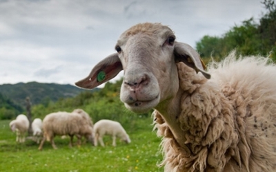 Ε.Α.Σ.: Έκτακτη οικονομική ενίσχυση για Aιγοπρόβατα