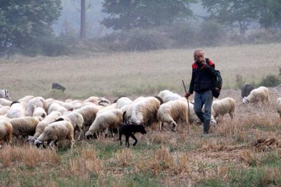 Η κτηνοτροφία δοκιμάζεται από πρωτοφανή κρίση τονίζει ο Σύνδεσμος  Ελληνικής  Κτηνοτροφίας